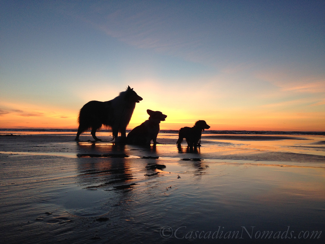 Cascadian Nomads Canines silouetted against the sunset, Long Beach, Washington: rough collie Huxley, cardigan welsh corgi Brychwyn & miniature long haired dachshund Wilhelm