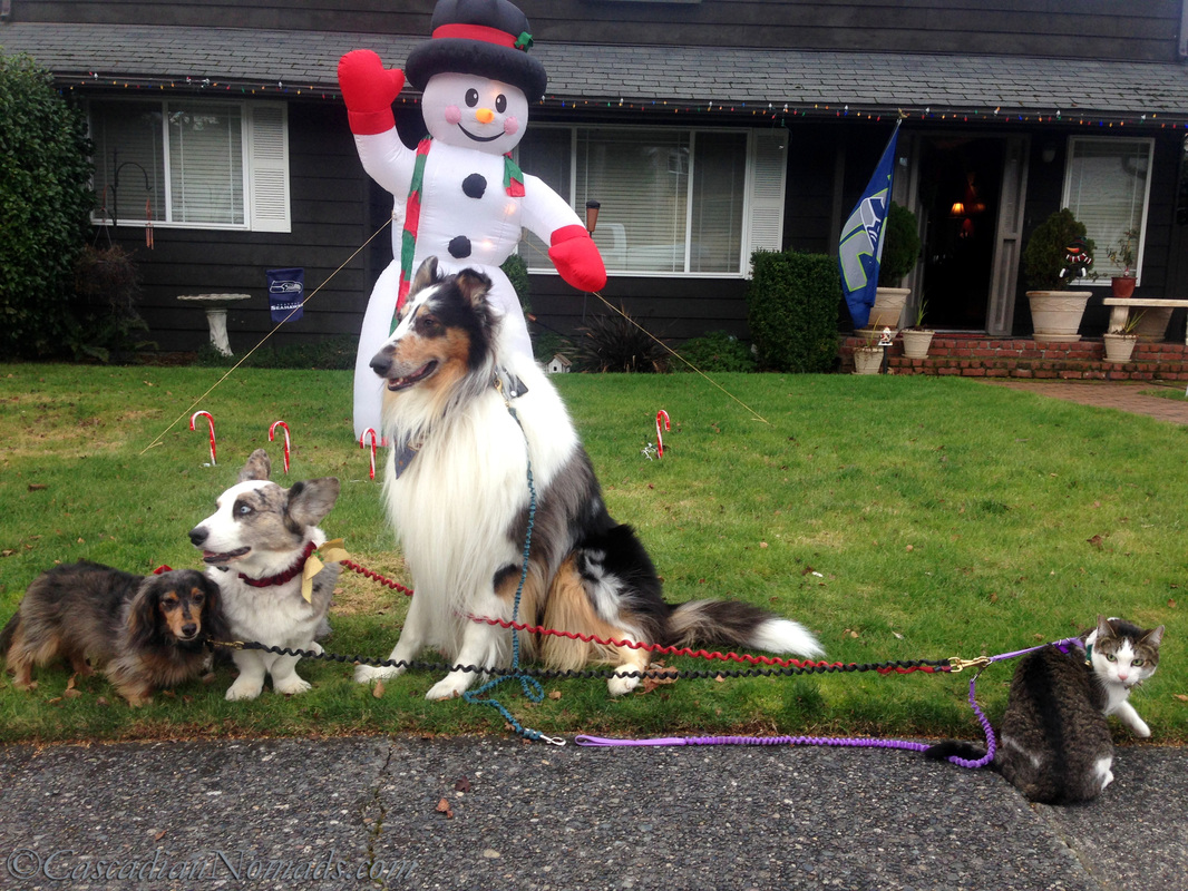 Three dogs and a cat pose for a picture with an inflated holiday snowman.