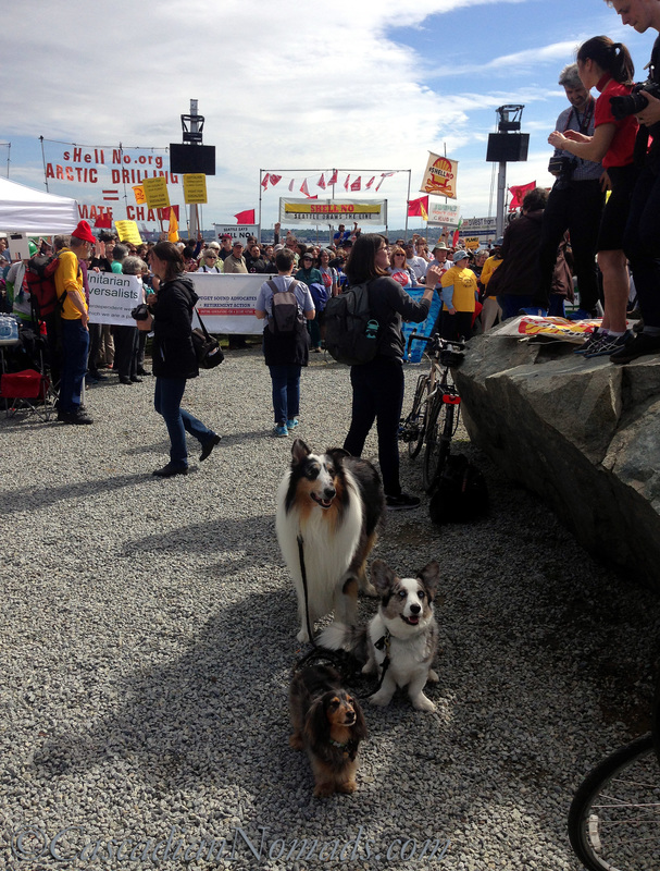 Dachshund Wilhelm, corgi Brychwyn and rough collie Huxley pause to protect the Earth as the rally ends and the march begins at Myrtle Edwards Park April 26th, 2015