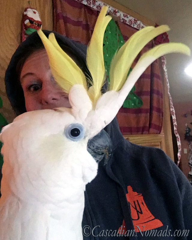 Triton Cockatoo Leo with his crest up and his best human friend peeking through.
