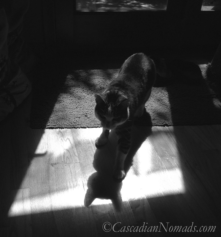 Black & White Photograph of Cat In Sunshine