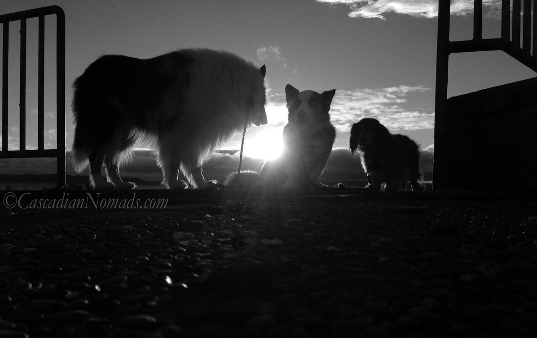 Black and white photograph of an admiring collie, serious corgi and dachshund dogs in the foregorund of a stunning sunset.