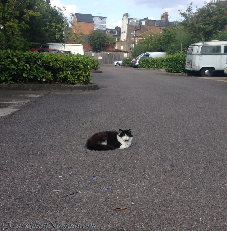 A cat rests in a quiet cul-de-sac, Holloway, London, England, United Kingdom. 