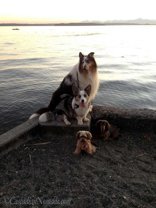 Four dogs on a Puget Sound sea wall