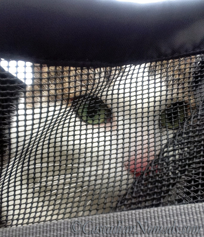 Cat Selfie: A wide eyed Amelia from inside her front pack.