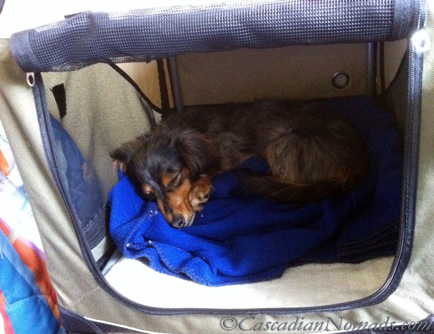Tips to Keep Dogs Warm During Pet Friendly Outdoor Activities- Miniature dachshund Wilhelm naps in his travel crate with on eof his favorite blankets.