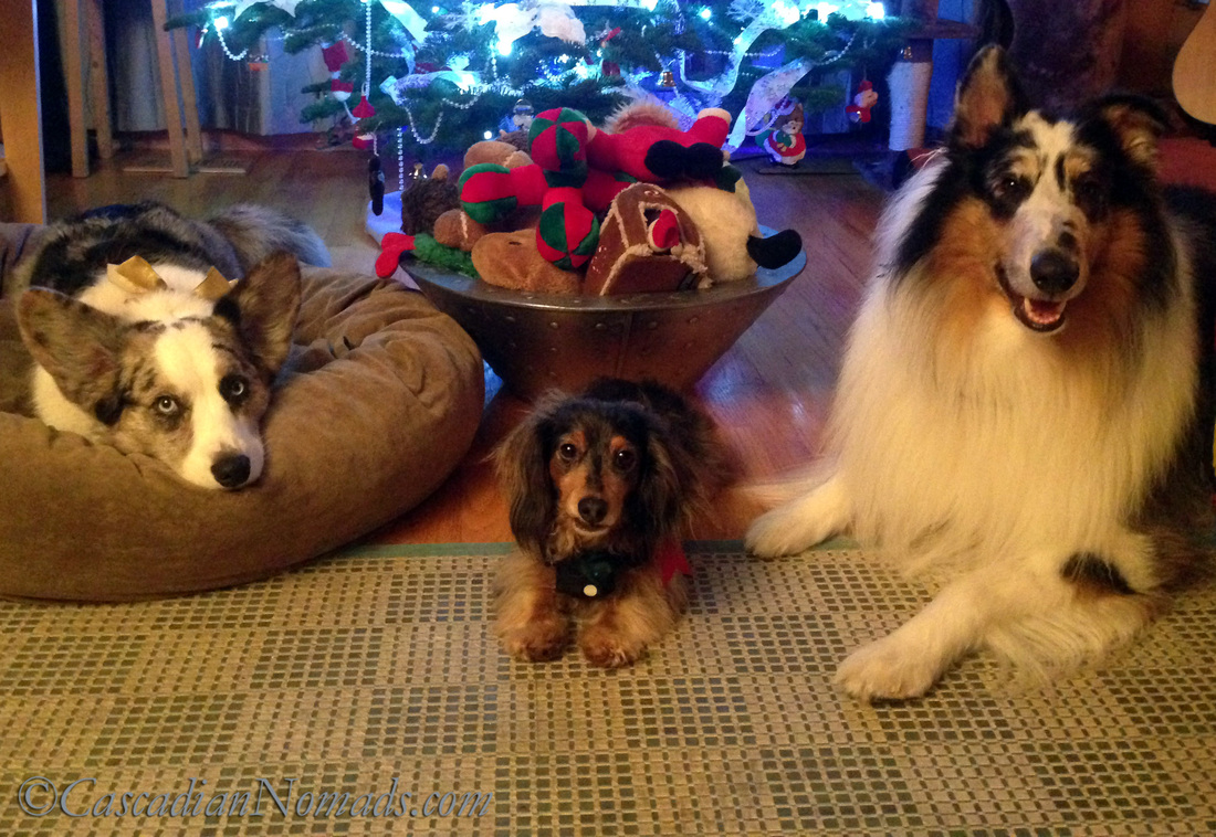 Three dogs and their overflowing basket of Christmas toys.