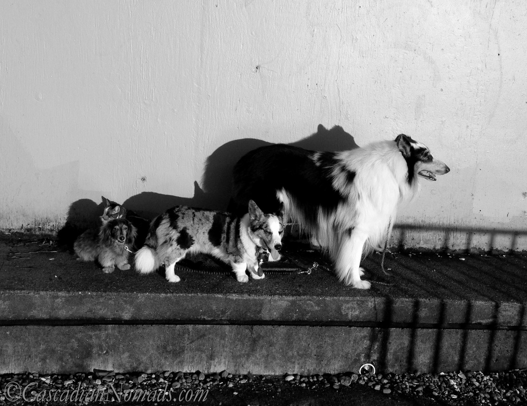 Where's the cat now? Black and white photo of pets and their shadows.