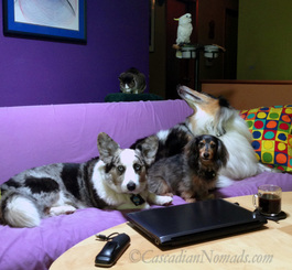 The joys of working from home with pets: Cardigan Welsh corgi Brychwyn, miniature dachshund Wilhelm, rough collie Huxley, cat Amelia and cockatoo Leo.