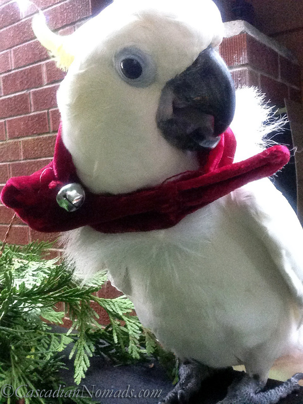 Cockatoo Leo with a Santa hat scarf