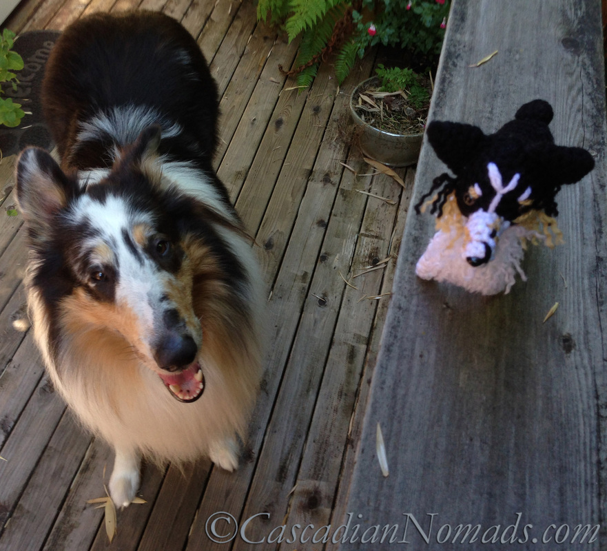 Cascadian Nomads rough collie, Huxley, with his crocheted mini