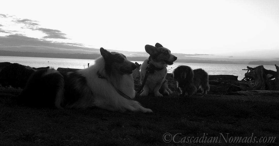 A Beautiful Black & White Photograph of Three Dogs & Puget Sound at Sunset