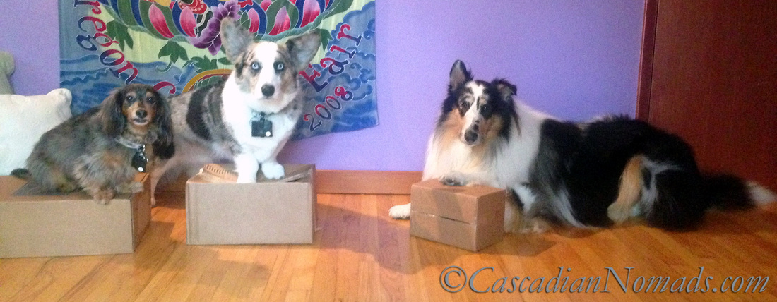 Best Dog Training Tool: A Cardboard Box
