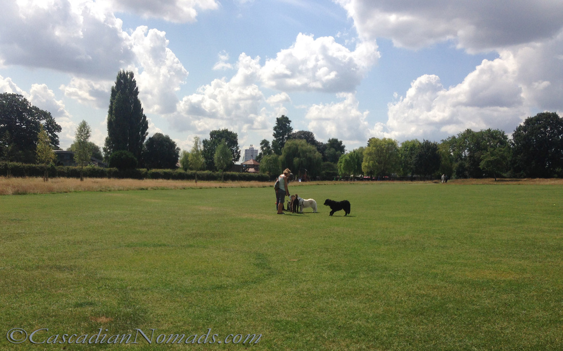 Dogs in a London park.