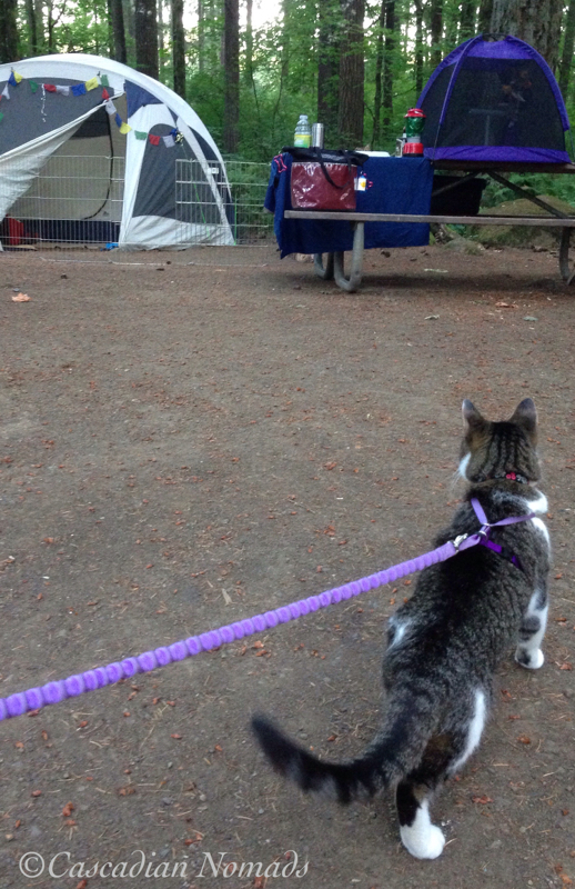 Cool camping cat Amelia safely struts around the campsite wearing her leash and harness.