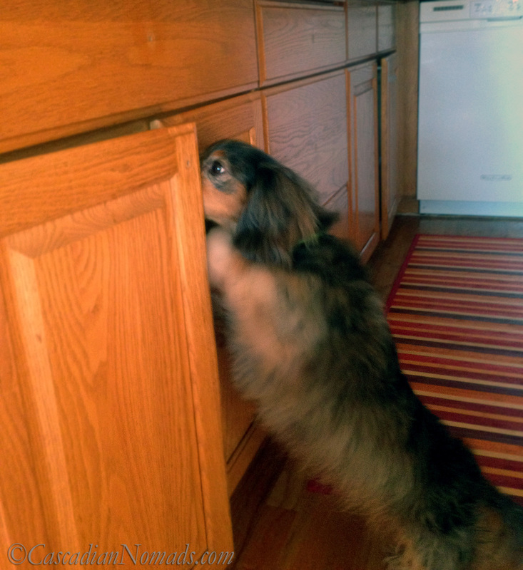 If Pets Had Thumbs Day: Miniature dachshund Wilhelm sniffs the latched trash cupboard.