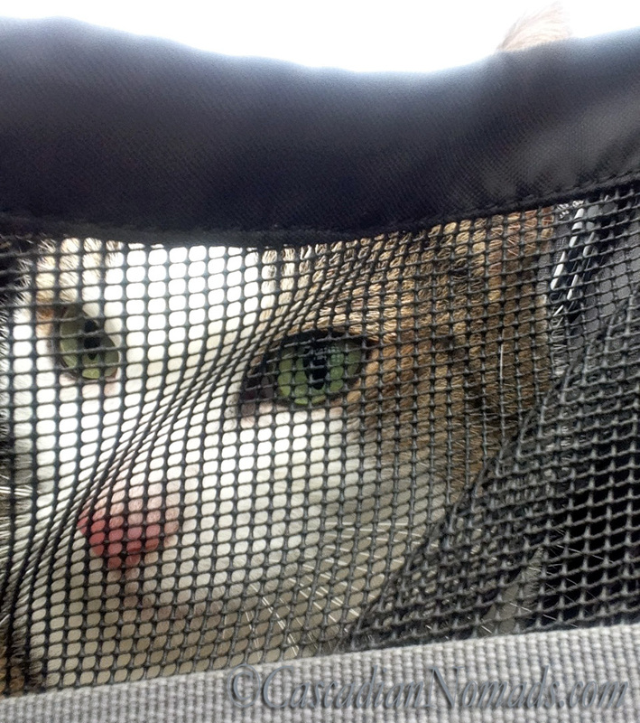 Cat Selfie: Amelia spies through the mesh of her front pack.