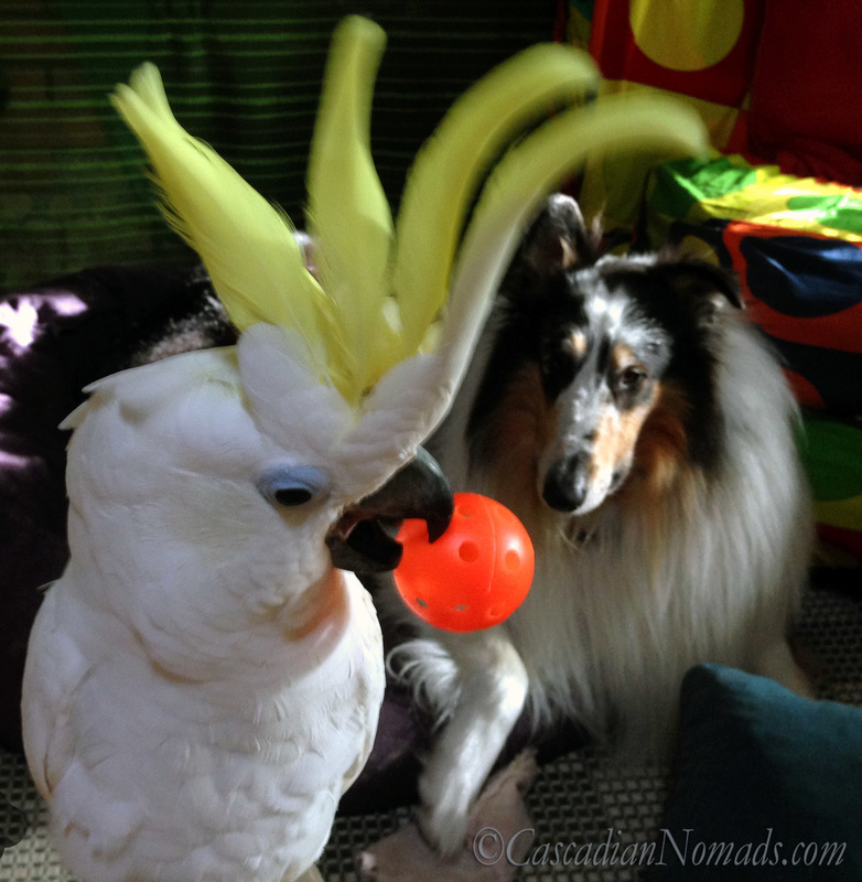 Positive Reinforcement Training For Five Pets In Six Steps | #MultiPetMania: Training triton cockatoo Leo with his ball while rough collie dog Huxley watches calmly from his bed.