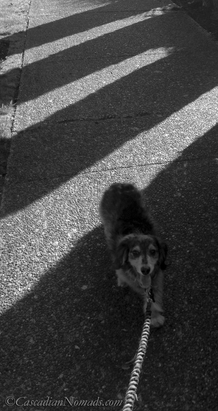 Black and whote photo of a dachshund walking on a shadow striped sidewalk.
