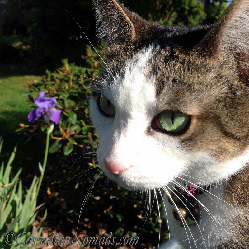 Adventure cat Amelia's selfie in front of an iris flower