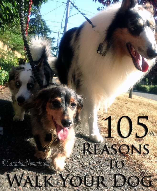 105 Reasons to Walk Your Dog, National Walk Your Dog Week #DogWalkingWeek