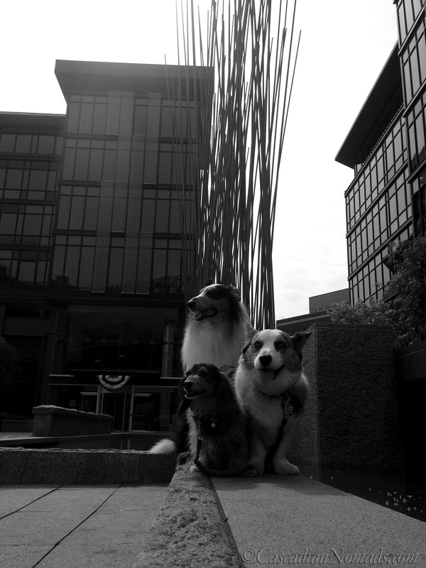 Rough collie Huxley, Cardigan Welsh Corgi Brychwyn and miniature dachshund Wilhelm in black and white with Red Stix by Konstantin Dimopoulos at Home Plate Center, Seattle, Washington, Cascadia