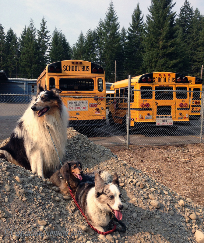 Dogs in a line, school buses in a row: miniature dachshund Wilhelm, Cardigan Welsh corgi Brychwyn and rough collie Huxley take a road trip break to pose for a school bus photo