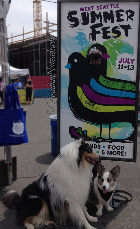 Cascadian Nomads Canines at West Seattle Summer Fest- Wilhelm looks down.