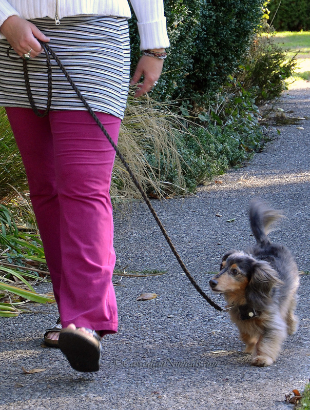 Miniature dachshund Wilhelm demonstrates his awesome loose leash walking skills. #DogWalkingWeek
