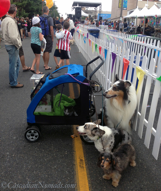 West Seattle Summer Fest with cockatoo Leo and adventure cat Amelia in the stroller next to rough collie Huxley, Cardigan Welsh corgi Brychwyn and miniature dachshund Wilhelm