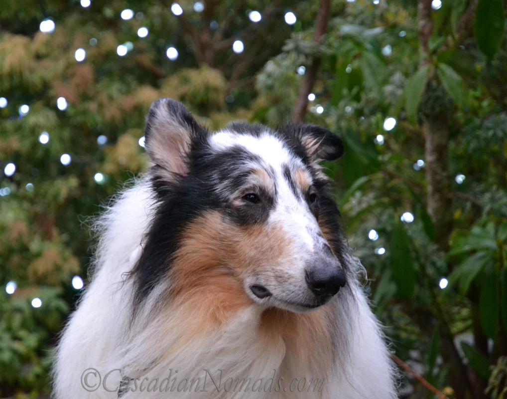 Dogs, Bokeh and Holiday Cheer: Harlequin blue merle rough collie Huxley photographed with holiday lights