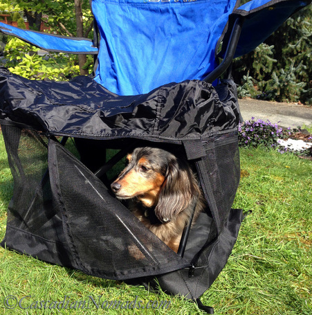 Black and tan dapple miniature long haired dachshund Wilhelm enjoys the view from inside his Wrapsit crate chair.