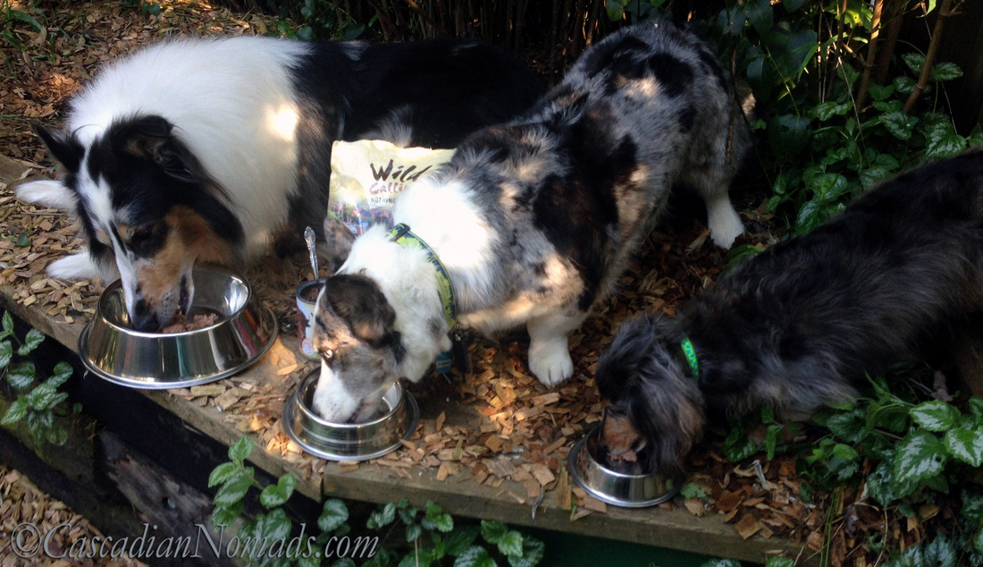 Three dogs eating a WildCalling! dog food meal in the great outdooors #TheArtofNutriton
