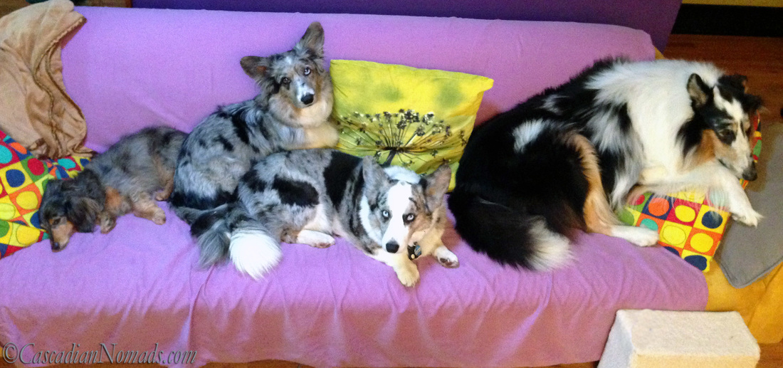 Four dogs find comfort on a couch: Blue merle Cardigan Welsh corgid Morgan and Brychwyn are bookended by miniature dachshund Wilhelm and rough collie Huxley.