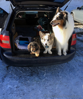 The Icy Parking Lot on the Day Picking Up Dog Poop Almost Killed Me, But I Learned I Will Continue To Scoop That Poop, No Matter What: minature dahchsund Wilhelm, Cardigan Welsh corgi Brychwyn, rough collie Huxley are traveling dogs at Snoqualime Pass, Washington, Cascadia.