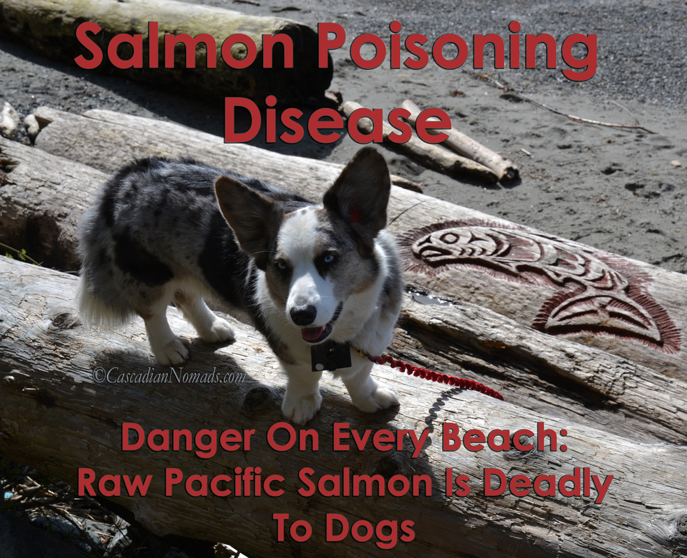 Salmon Poisoning Disease, Danger On Every Beach: Raw Pacific Salmon Is Deadly To Dogs