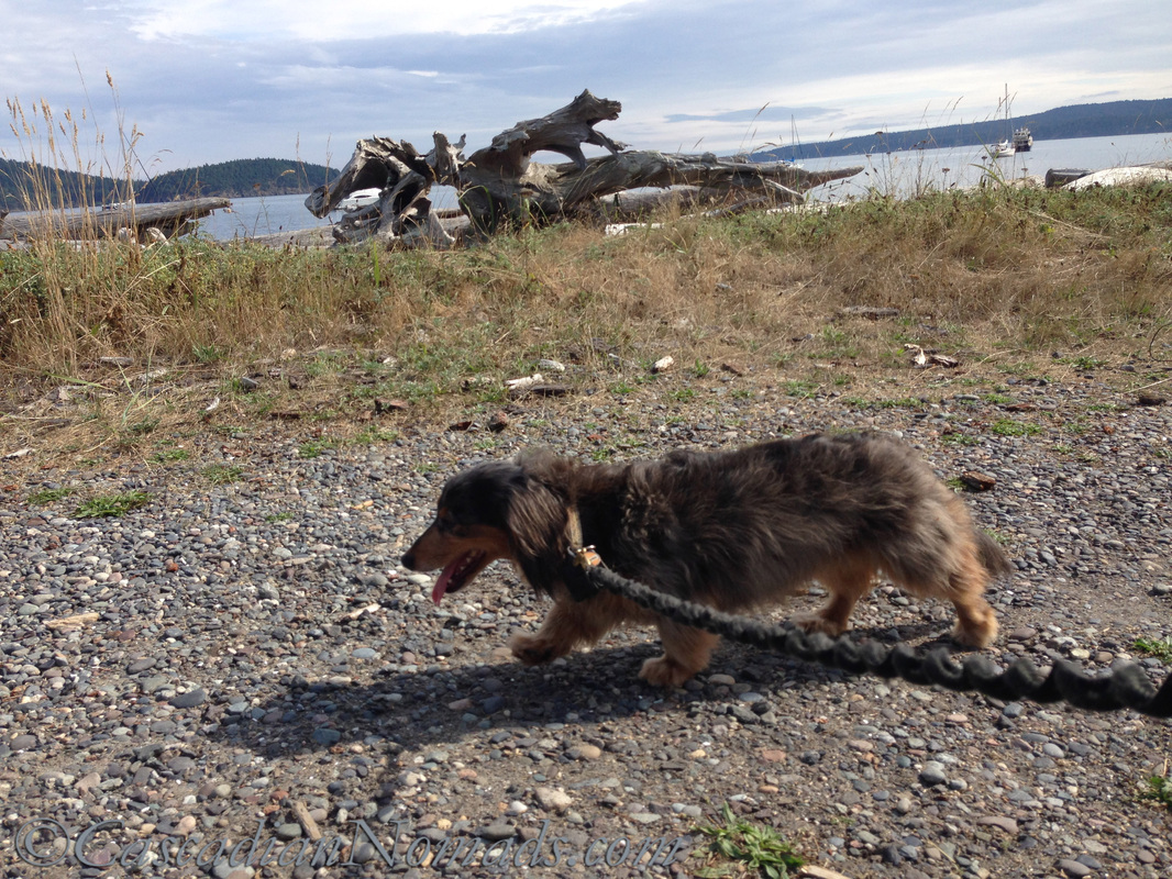 miniature long haired dachshund on the beach at Spencer Spit State Park, Lopez Island, San Juan Islands, Washington.
