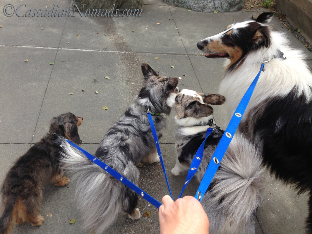 Walking Four Dogs One Handed With @SnapLeash