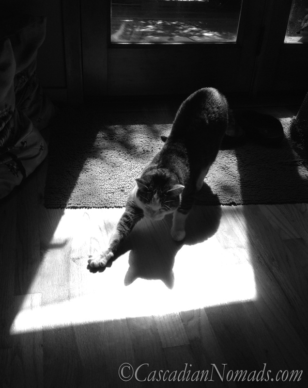 Black & White Photograph of Cat In Sunshine