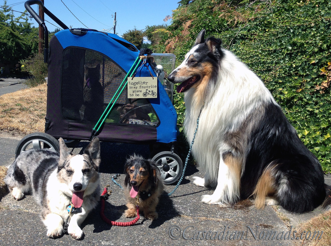 The Cascadian Nomads together: Cardigan welsh corgi Brychwyn, miniature dachshund Wilhelm, rough collie Huxley and in the stroller are adventure cat Amelia and traveling Triton cockatoo Leo.