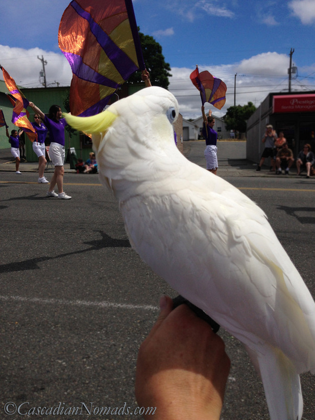 The West Seattle Hi-Yu Parade: Cascadian Nomads cockatoo, Leo and a flag squad