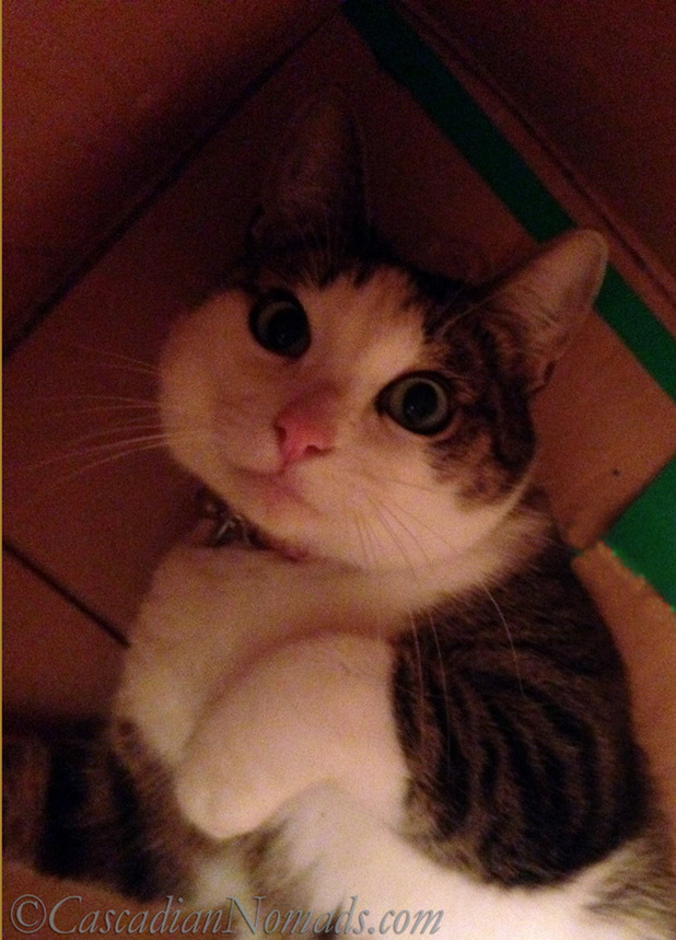 Cat Amelia gets comfortable inside her cardboard box