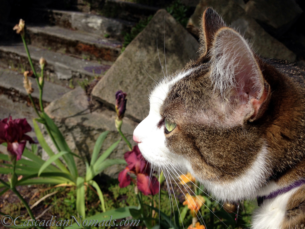 Adventure cat Amelia poses for a selfi photo with red (brugandy) iris flowers