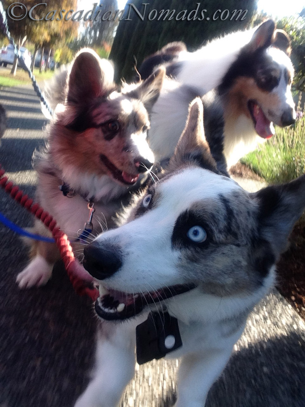 Blue Merle cardigan welsh corgis and rough collie on a dog walk.
