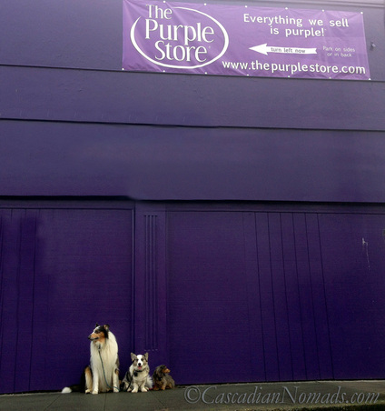 Adventure dogs Huxley, Brychwyn, Wilhelm at the side of The Purple Store in Seattle
