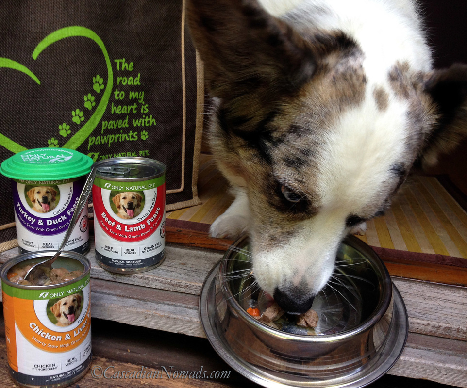 Cardigan Welsh Corgi Brychwyn going #PawNatural with Chicken & Liver PowerStew from Only Natural Pet 