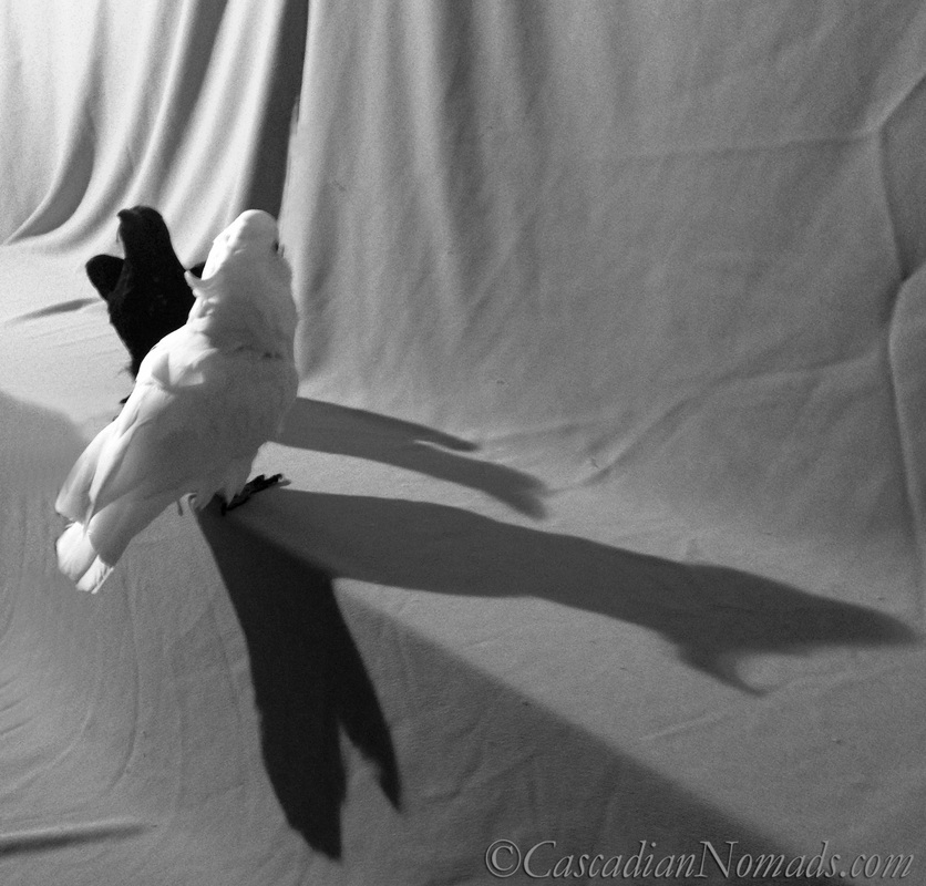 Black & White Sunday photos of cockatoo Leo and his new 