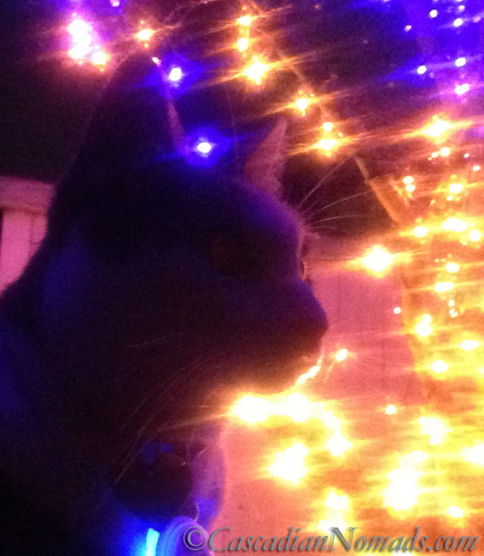 Cat Amelia silhouetted against Christmas lights
