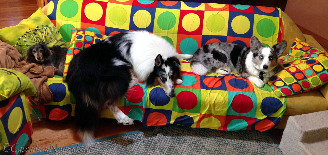 Who Are The Best Travel Buddies? Ask The World's Worst Roommates... Five Pets: Miniature dachshund Wilhelm, rough collie Huxley and cardigan welsh corgi exhibit proof of their couch hog dog ways.