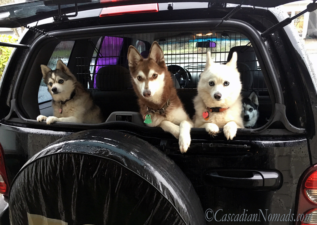 Alaskan Klee Kai agility dogs Sakari, Shyla, Sessi and Seneca.
